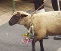 Der Betz = das Schaf. Am Sonntag wird rund um den Kirchweihbaum der Betz ausgetanzt